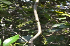 Tinospora sinensis